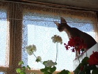 кошка и балкон